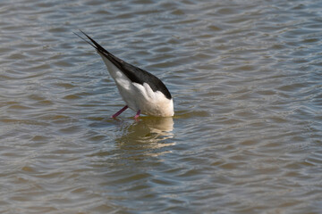 Echasse blanche,  Himantopus himantopus, Black winged Stilt