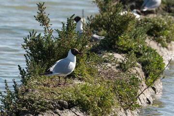 Mouette rieuse, nid,.Chroicocephalus ridibundus, Black headed Gull