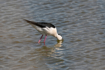 Echasse blanche,  Himantopus himantopus, Black winged Stilt