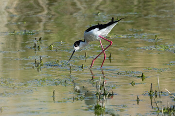 Echasse blanche,  Himantopus himantopus, Black winged Stilt