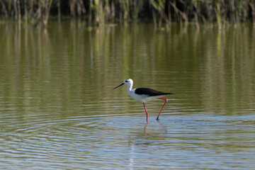 Echasse blanche,  Himantopus himantopus, Black winged Stilt