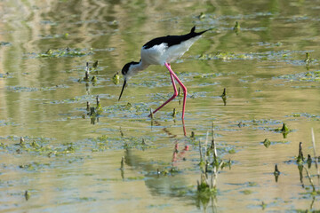 Echasse blanche,  Himantopus himantopus, Black winged Stilt