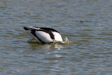 Avocette élégante, Recurvirostra avosetta, Pied Avocet