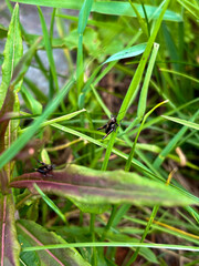 Dark bush cricket on grass blade