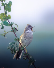 Greater reed warbler on a branch