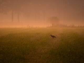 A bird in foggy morning, Dutch village