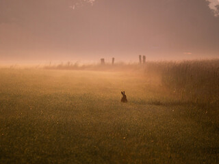 Silhouette of rabbit in misty morning