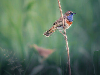 Beautiful Male Bluethroat in Mating Season 