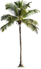 Palma albero verde, tropicale, cut out. su sfondo trasparente.	