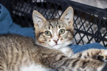 A small cat is resting in a plastic container while gazing at the camera