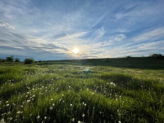 sunset over the field