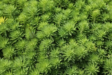 Close up green leaves background. Overlay natural foliage pattern