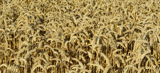 Panoramic photo of a field of ripe wheat ready for harvesting. Wheat is a grass widely cultivated for its seed, a cereal grain that is a staple food around the world.