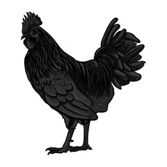 Ayam Cemani, the blackest chicken, comes from Indonesia and is the most expensive