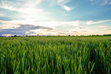 Grain field in the evening. Green ears of corn in the field. Agricultural area.
