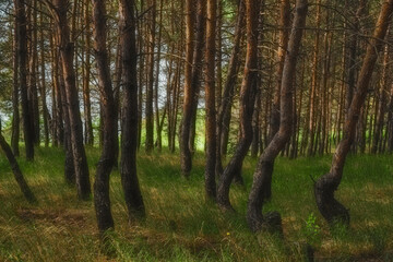 trees in the forest