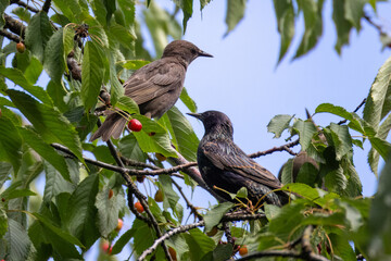  Young and adult common starlings sit on a cherry branch with green leaves on a sunny summer day.