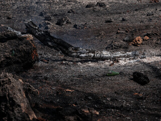 Forest Fire And Environmental Disaster