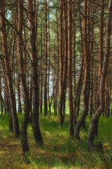 trees and green grass in the forest