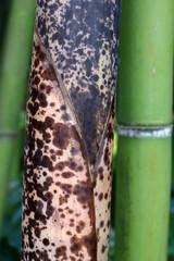 Pousse de bambou