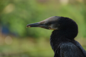  little cormorant (Microcarbo niger) Close Up 