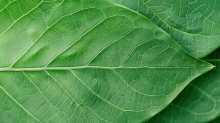 Close-up of a green leaf with intricate veins
