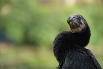  little cormorant (Microcarbo niger) Close Up 