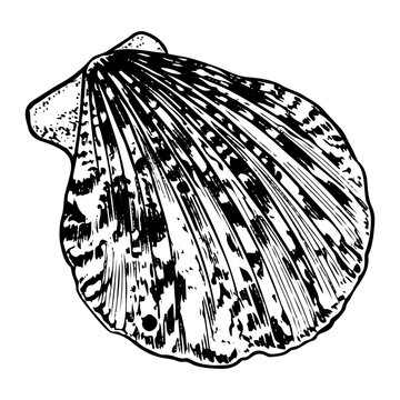recommend clip art: Sea shell sketch hand drawn. Pectinida scallop. Bivalve shells of sea creature, mollusk seashell. Souvenir from summer holiday on the beach. Vector graphics illustration.