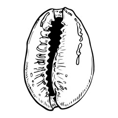 Sea shell sketch hand drawn. Cypraea coin gastropod. Shells of marine seashell. Souvenir from summer holiday on the beach. Vector graphics illustration. Clam porcelain snail.