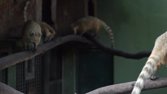 4K video recording South American ring-tailed coati (Nasua nasua) walking on a tree branch.	