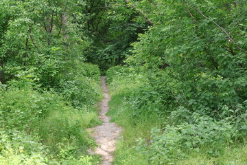 Obraz premium A path in a forest with thick bushes and trees