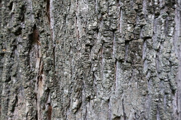 Background of gray tree bark with relief texture
