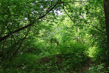 A background of thickets of deciduous forest, many bushes and trees