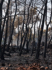 Forest fire and environmental disaster