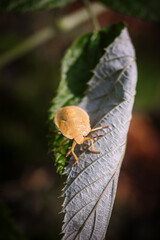 bugs, insects, beetles, close-up, macro photography