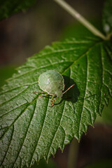 bugs, insects, beetles, close-up, macro photography