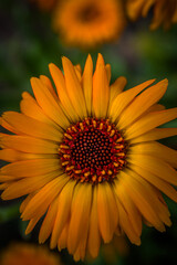 blossoms, petals, bloom, floral, close-up