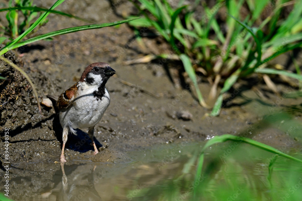 Poster Feldsperling // Tree sparrow (Passer montanus)