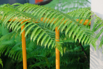 The ferns (Polypodiopsida or Polypodiophyta) are a group of vascular plants