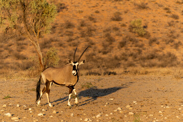 Oryx, African oryx, or gemsbok (Oryx gazella) searching for water and food in the dry red dunes of the Kgalagadi Transfrontier Park in South Africa