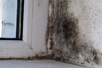 close-up window mold. high humidity.