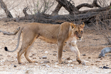 Lioness (Panthera leo) walking in the Kalahari Desert in the Kgalagadi Transfrontier Park in South Africa