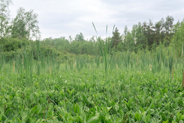 Green fen vegetation  with sedge and bogbeans on a blured background