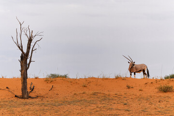 Oryx, African oryx, or gemsbok (Oryx gazella) searching for water and food in the dry red dunes of...