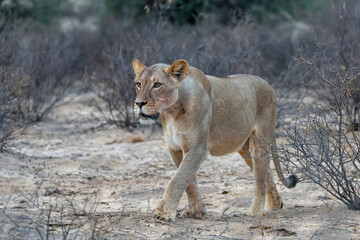 Lioness (Panthera leo) walking in the Kalahari Desert in the Kgalagadi Transfrontier Park in South Africa