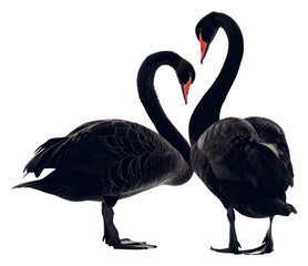 PNG Elegant black swans in love