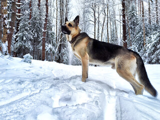german shepherd dog