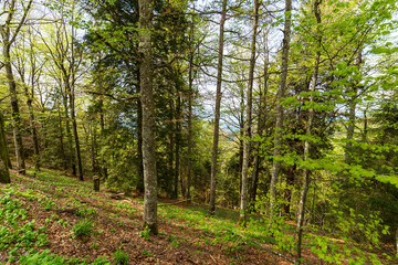 Obraz premium Lush Green Forest in Schauinslandbahn Germany