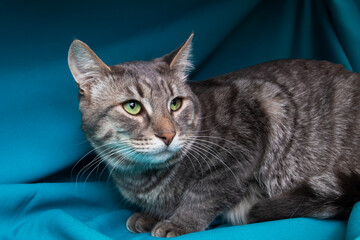 A cat with whiskers on a blue blanket looking at the camera