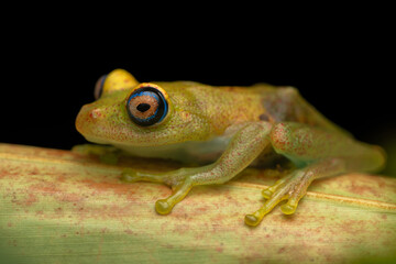 Professional macro portrait of a Green bright-eyed frog(boophis viridis) from Andasibe, Madagascar